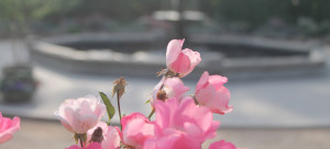 Sarah P. Duke Gardens is a great option for a cheap outing on a nice summer day. Frances Beroset/The Omniscient