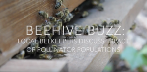Video—Beehive Buzz: Local beekeepers discuss impact of pollinator populations