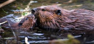 Briar Chapel doesn’t give a “dam” about the beavers