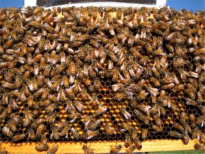 What’s the Buzz?: A Q&A with master beekeeper Jody Moore