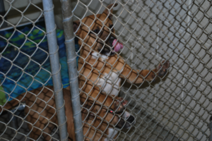Homes for the New Year: What goes on at the Chatham County animal shelter?