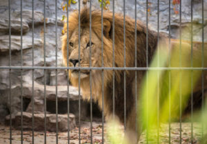 Zoos: Harmful or helpful?