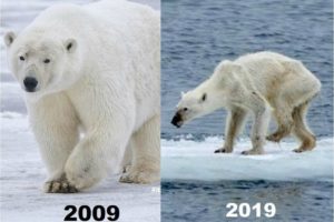 UnBEARable Threat: Starving polar bears invade Russia