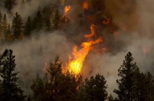 Wildfires in Australia Spell Danger for Animal Species